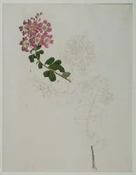 Lagerstroemia indica L. (myrte de crêpe), 1787
